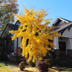 Autumn Gold Ginkgo Tree 12 Autumn Gold Ginkgo Tree -Brighter Blooms Autumn Gold Ginkgo Biloba 8