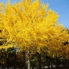 Autumn Gold Ginkgo Tree -Brighter Blooms Autumn Gold Ginkgo Biloba BB 600x600 97dc27af fe98 43b7 9c04 629493bbb8a3