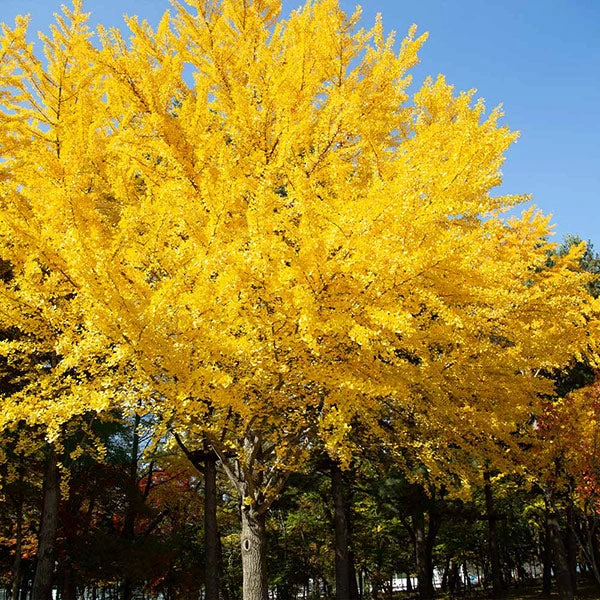 Autumn Gold Ginkgo Tree 3 Autumn Gold Ginkgo Tree