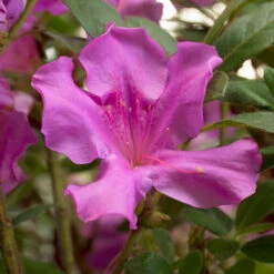 Autumn Royalty® Encore® Azalea Shrub -Brighter Blooms Autumn Royalty Encore Azalea 4 BB