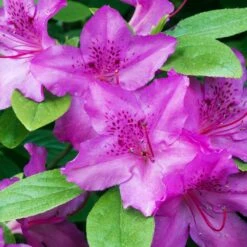 Karen Azalea -Brighter Blooms Azalea Karen 2