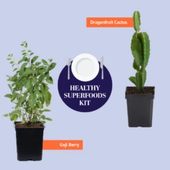 Dragon Fruit Cactus -Brighter Blooms BB Healthy Superfoods Kit Graphic