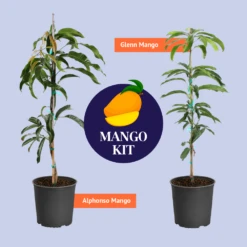 Glenn Mango Tree -Brighter Blooms BB Mango Kit Graphic