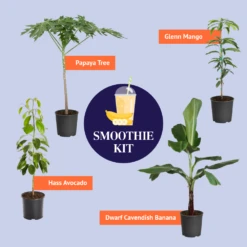 Papaya Tree -Brighter Blooms BB Smoothie Kit Graphic 2a3e1391 8b17 41cd 936b a1c85b76cff8