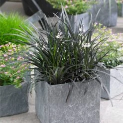 Black Mondo Grass -Brighter Blooms BLack Mondo Grass 1 BB