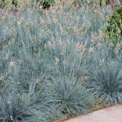 Blue Festuca Grass (Blue Fescue) 11 Blue Festuca Grass (Blue Fescue) -Brighter Blooms BLue Fescue Grass 1 FGT