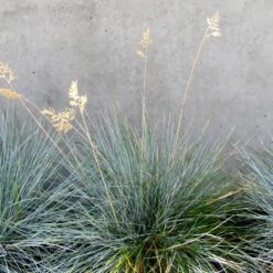 Blue Festuca Grass (Blue Fescue) 9 Blue Festuca Grass (Blue Fescue) -Brighter Blooms BLue Fescue Grass 4 BB