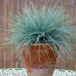 Blue Festuca Grass (Blue Fescue) 10 Blue Festuca Grass (Blue Fescue) -Brighter Blooms BLue Fescue Grass 5