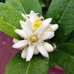 Buddha's Hand Citron Tree -Brighter Blooms BUddhas Hand Citrus 4