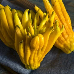Buddha's Hand Citron Tree -Brighter Blooms BUddhas Hand Citrus 7 BB