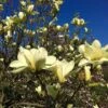 Butterfly Magnolia Tree -Brighter Blooms BUtterflies Magnolia BB 600x600 c2b0d6b1 720b 4b80 bd3a 08f1693abb01