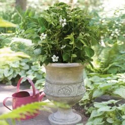 Bushel And Berry® Baby Cakes Blackberry® Bush 9 Bushel And Berry® Baby Cakes Blackberry® Bush -Brighter Blooms Baby Cakes Blackberry 1