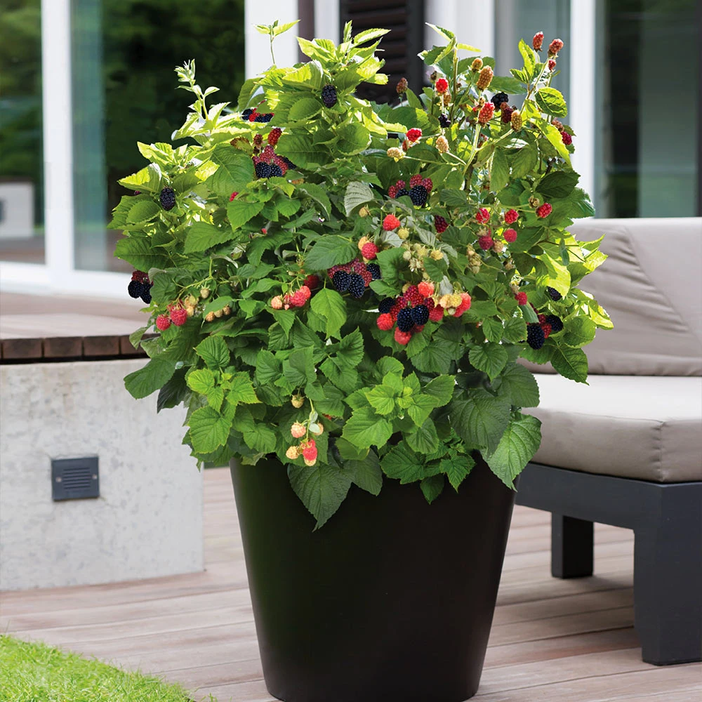 Bushel And Berry® Baby Cakes Blackberry® Bush 7 Bushel And Berry® Baby Cakes Blackberry® Bush - Image 5