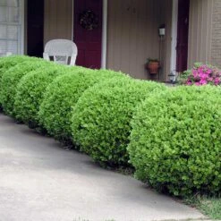 Baby Gem™ Boxwood Shrub 11 Baby Gem™ Boxwood Shrub -Brighter Blooms Baby Gem 2