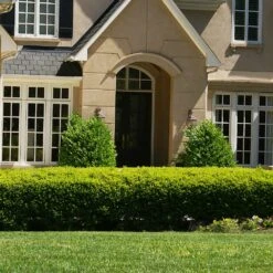 Baby Gem™ Boxwood Shrub 9 Baby Gem™ Boxwood Shrub -Brighter Blooms Baby Gem 4