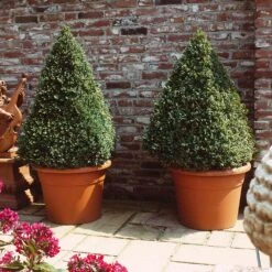 Baby Gem™ Boxwood Shrub 10 Baby Gem™ Boxwood Shrub -Brighter Blooms Baby Gem 6