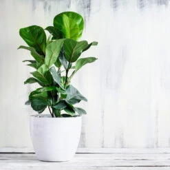 New Apartment House Plant Kit -Brighter Blooms Bambino FIddleLeafFIg 3 BB d91e7f2d fb00 4ad2 b3b8 582940e8523d