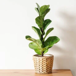 Bambino Fiddle Leaf Fig -Brighter Blooms Bambino FIddleLeafFIg 4
