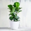 Bambino Fiddle Leaf Fig 1 Bambino Fiddle Leaf Fig -Brighter Blooms Bambino FIddleLeafFIg BB 600x600 5bcae5fe 8397 4d12 8c99 c1a5d23720c3