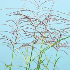 Miscanthus Bandwidth (Chinese Silver Grass) -Brighter Blooms Bandwidth Maiden Grass 2