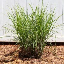 Miscanthus Bandwidth (Chinese Silver Grass) -Brighter Blooms Bandwidth Maiden Grass 4