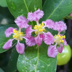 Barbados (Acerola) Cherry -Brighter Blooms Barbadoes Cherry 1