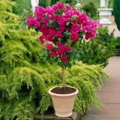 Barbara Karst Bougainvillea -Brighter Blooms Barbera Karst Bougainvillea 1 BB