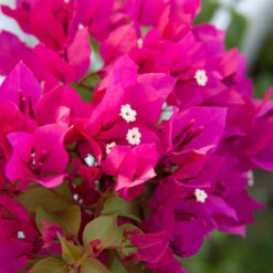 Barbara Karst Bougainvillea -Brighter Blooms Barbera Karst Bougainvillea 4 543f007e b295 4329 b0cd 1dcbdc92aa21