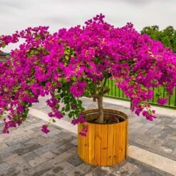 Barbara Karst Bougainvillea -Brighter Blooms Barbera Karst Bougainvillea 5