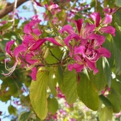 Hong Kong Orchid Tree -Brighter Blooms Bauhinia x blakeana 1