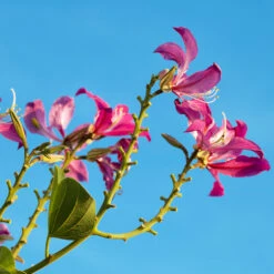 Hong Kong Orchid Tree -Brighter Blooms Bauhinia x blakeana 2 BB