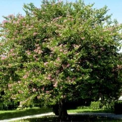 Hong Kong Orchid Tree -Brighter Blooms Bauhinia x blakeana 4