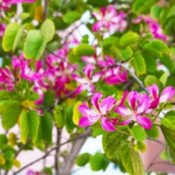 Hong Kong Orchid Tree -Brighter Blooms Bauhinia x blakeana 6 BB