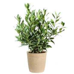 Bay Laurel -Brighter Blooms Bay Laurel 3G Delilah Tan pot