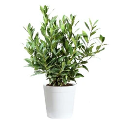 Bay Laurel -Brighter Blooms Bay Laurel 3G Delilah White pot