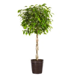 Benjamina Ficus Tree -Brighter Blooms Benjamina Ficus Tree Delilah Brown pot
