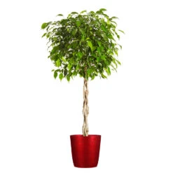 Benjamina Ficus Tree -Brighter Blooms Benjamina Ficus Tree Delilah Red pot