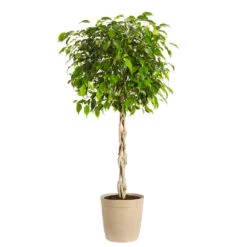 Benjamina Ficus Tree -Brighter Blooms Benjamina Ficus Tree Delilah Tan pot