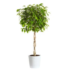 Benjamina Ficus Tree -Brighter Blooms Benjamina Ficus Tree Delilah White pot