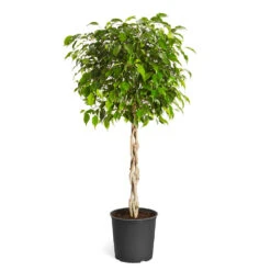 Benjamina Ficus Tree -Brighter Blooms Benjamina Ficus Tree standard pot