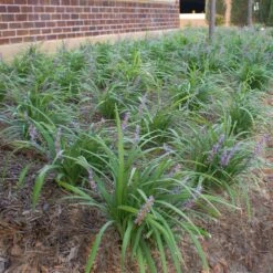 Big Blue Liriope Plant -Brighter Blooms Big Blue Liriope 1