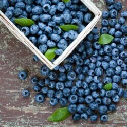 Biloxi Blueberry Bush 7 Biloxi Blueberry Bush -Brighter Blooms Biloxi Blueberry 1