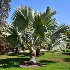 Bismarck Palm Tree -Brighter Blooms Bismark palm 1 BB