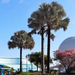 Bismarck Palm Tree -Brighter Blooms Bismark palm 7