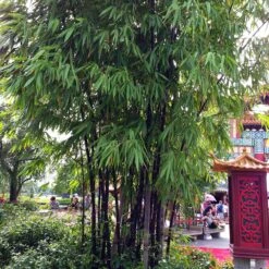 Black Bamboo Plant 9 Black Bamboo Plant -Brighter Blooms Black Bamboo 6 BB