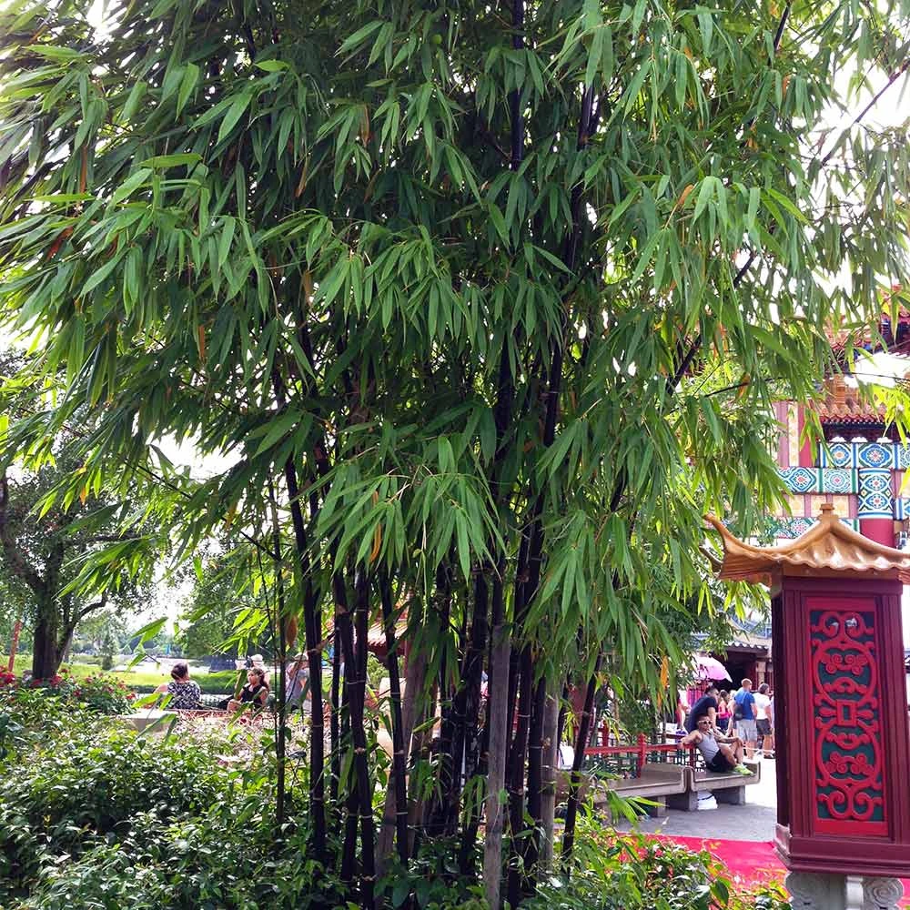 Black Bamboo Plant 5 Black Bamboo Plant - Image 3