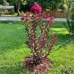 Black Diamond® Mystic Magenta™ Crape Myrtle Tree -Brighter Blooms Black Diamon Magestic magenta Crape Myrtle4