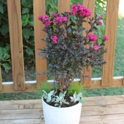 Black Diamond® Mystic Magenta™ Crape Myrtle Tree -Brighter Blooms Black Diamon Magestic magenta Crape Myrtle 1