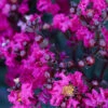 Black Diamond® Mystic Magenta™ Crape Myrtle Tree -Brighter Blooms Black Diamon Magestic magenta Crape Myrtle 600x600 658364e2 9cb0 40aa bc02 cf955f2b480b