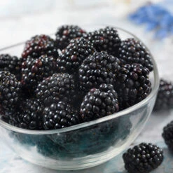 Black Satin Thornless Blackberry 11 Black Satin Thornless Blackberry -Brighter Blooms Black Satin Blackbery 6 BB